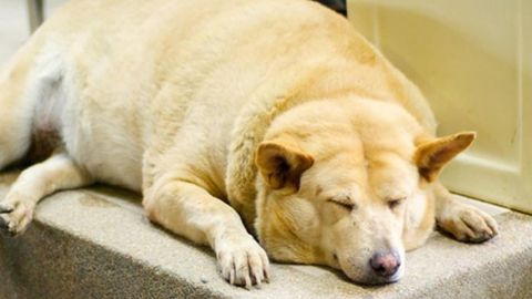 ¡Alerta por obesidad canina en México! Cuida a tu perro para que esté sano