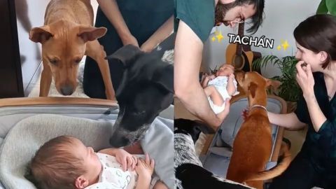 Comparte proceso con el que entrenó a sus perros para recibir a su recién nacido