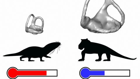 Científicos revelan el origen de la sangre caliente de los mamíferos