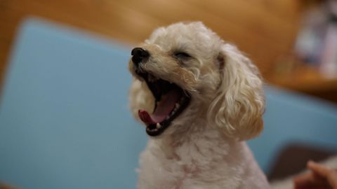 Peluquería de perros es demandada por dejar morir de asfixia a poodle