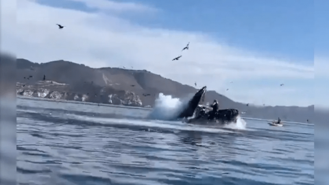 ¿No eran peces? Ballena se come a dos mujeres y después las escupe en California