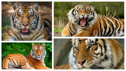 Día internacional del Tigre