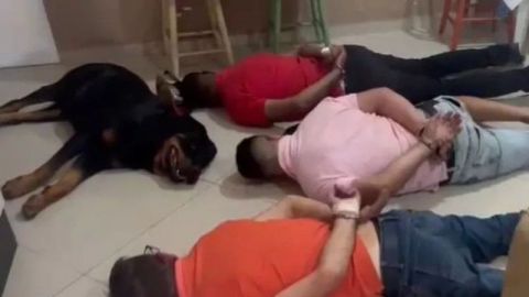 Perro guardián 'se rinde' junto a narcos durante operativo policial