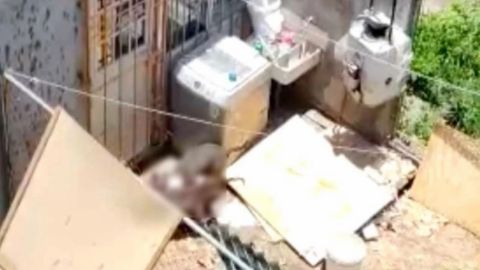 Difunden video sobre caso de canibalismo canino; autoridades atienden reporte