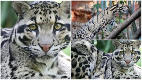 El Leopardo Nublado, hoy es su día