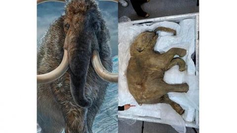 Científicos reavivan células de mamut y buscan ¨resucitarlos¨