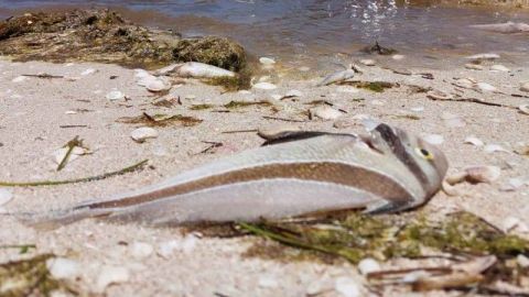 Miles de peces aparecen muertos por marea roja en playas de Yucatán