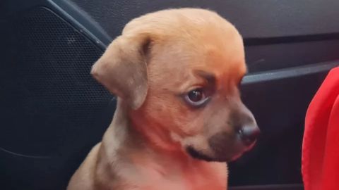 Murió Chupete, el perrito con hidrocefalia que se volvió viral en redes sociales