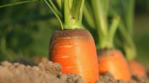 Incrementa semilla de calidad la productividad del campo