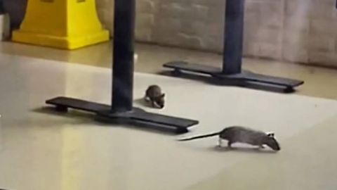 “Ratatouille en la CDMX”: Captan ratas en restaurante de Fórum Buenavista