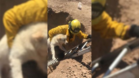 Rescatan bomberos de Mexicali a perro atrapado en una zanja