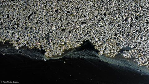 Miles de peces flotan muertos en Laguna Xochimilco-México en Mexicali