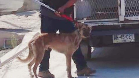 ¨Duke¨ sigue en Control Animal por investigación sobre muerte de niño en Tijuana