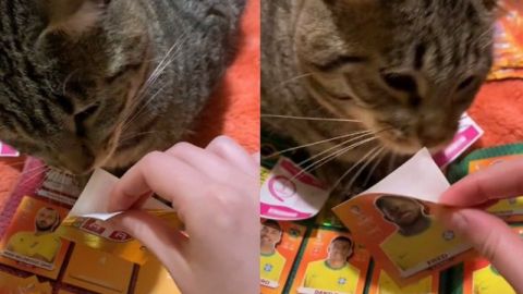 Gatito ayuda a su dueña a pegar estampas del álbum Panini del mundial