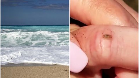 Encuentran en playas de California raros insectos “mini pirañas” que comen carne