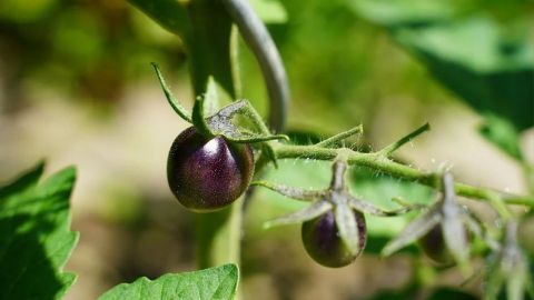 EU da luz verde a la venta del primer tomate morado modificado genéticamente