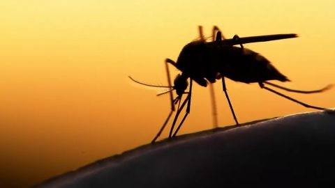 En Perú, declaran alerta por dengue tras llegar a 75 muertos en el año