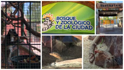 80 por ciento de los animales del Zoológico de Mexicali provienen de decomisos