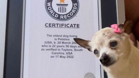 Adiós a Pebbles: la perra más vieja del mundo muere a los 22 años
