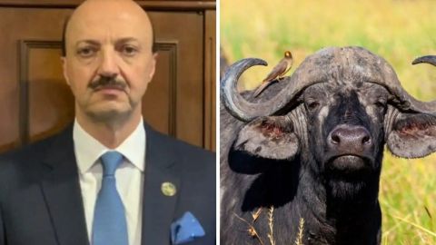 Cazador mexicano muere tras ser embestido por búfalo