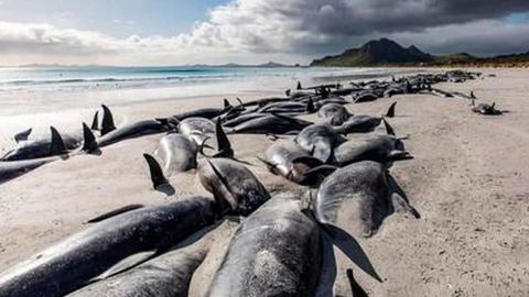 Unas 500 ballenas varadas murieron en Nueva Zelanda