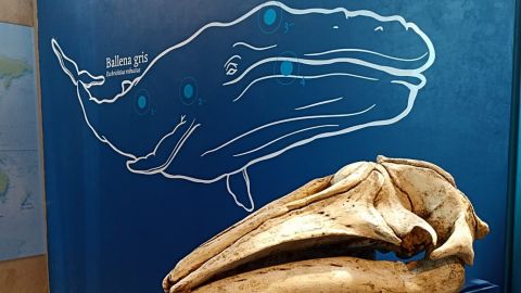 Exhibición de la ballena gris en el Acuario del Cecut