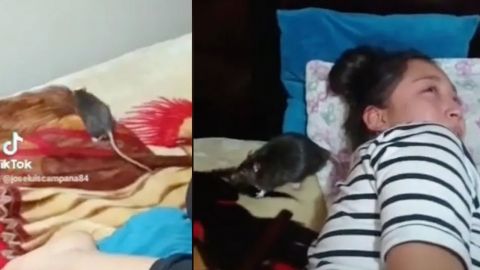 Rata se pasea junto a joven dormida y su padre acude al rescate: Te va a morder