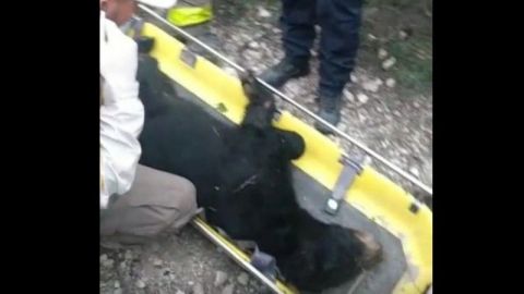 Atropellan a oso en carretera de Nuevo León