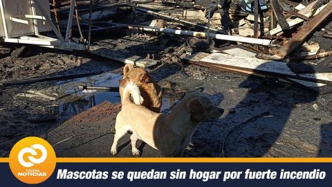 Mascotas se quedan sin hogar por fuerte incendio