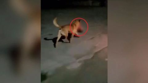 Cabeza humana que llevaba perro en Zacatecas fue recuperada por la Fiscalía