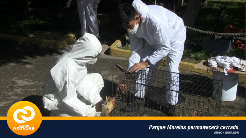 Atiende Ayuntamiento el parque Morelos en Tijuana por brote de gripe aviar