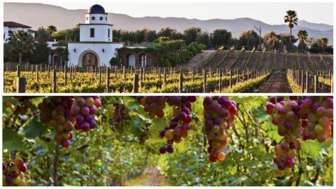 La industria vitivinícola deberá adaptarse al cambio climático