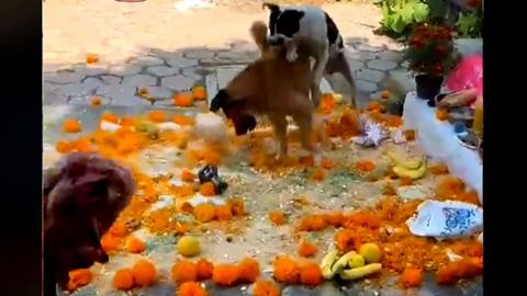 VIDEO: Perritos pelean y destrozan ofrenda de Día de Muertos en Morelos
