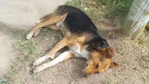 Denuncian envenenamiento masivo de perros en Ensenada