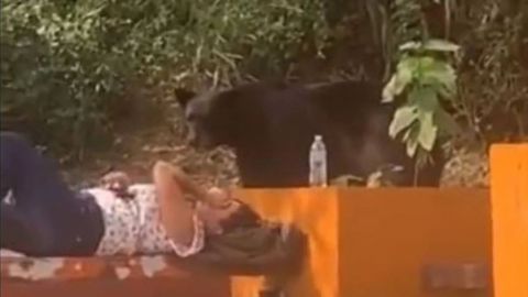 Video: Joven vivió momento de terror al ser sorprendida por oso; así reaccionó