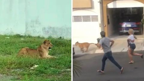 Escapa cachorra de león que tenían como mascota en Veracruz