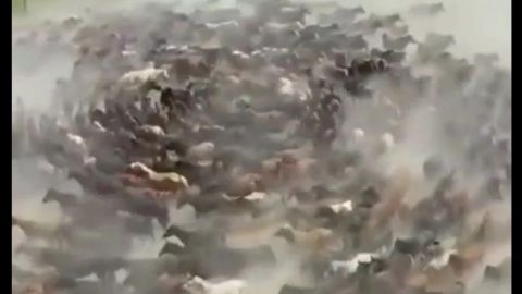 [VIDEO ] Como las ovejas, ahora caballos caminan en círculos en China
