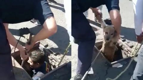 Video: Bomberos rescatan a lomito tras caer a una coladera