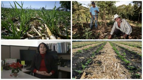 Restaurar los suelos del país, significará fortalecer la seguridad alimentaria