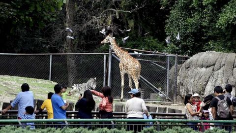Zoológico de Chapultepec ya tiene emblema para celebrar sus 100 años