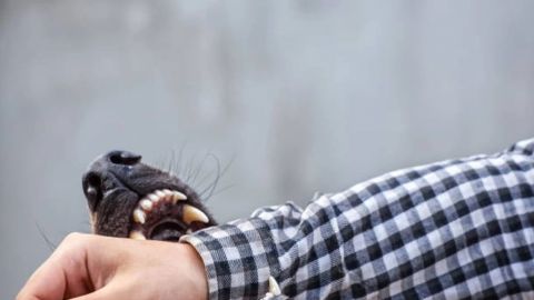 Muere niño de seis años tras ser atacado por un perro