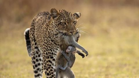 Mono bebé se aferra a su mamá muerta tras ser cazada por un leopardo; foto viral