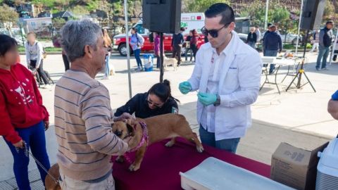 Realizan jornada de esterilización y vacunación de mascotas en La Misión