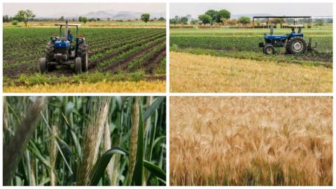 Buenas perspectivas sobre siembra de trigo en Valle de Mexicali