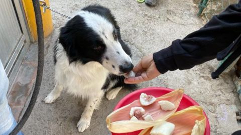 Pensión de perritos festeja el Día de la Candelaria comiendo tamales especiales