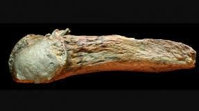 Hallan arma hecha con hueso más antigua de América; tiene más de 13 mil años