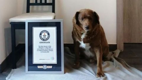 Bobi de 30 años obtiene el Récord Guinness por ser el perro más longevo
