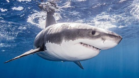 En Australia, tiburón mata a una joven que nadaba en un río