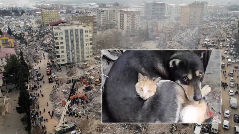 VIDEO: La conmovedora imagen de un gato y un perro abrazados tras el terremoto
