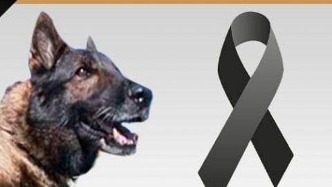 Muere "Proteo", perro rescatista mexicano en Turquía